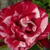 Französische Rose 'Henri Matisse'®, Topf 6 Liter 1 Französische Rose 'Henri Matisse'®, Topf 6 Liter -Garten Atmos Verkaufsgeschäft 0460250037 Henri Matisse Premium Co 6l rot geflammt mCopyright 51291