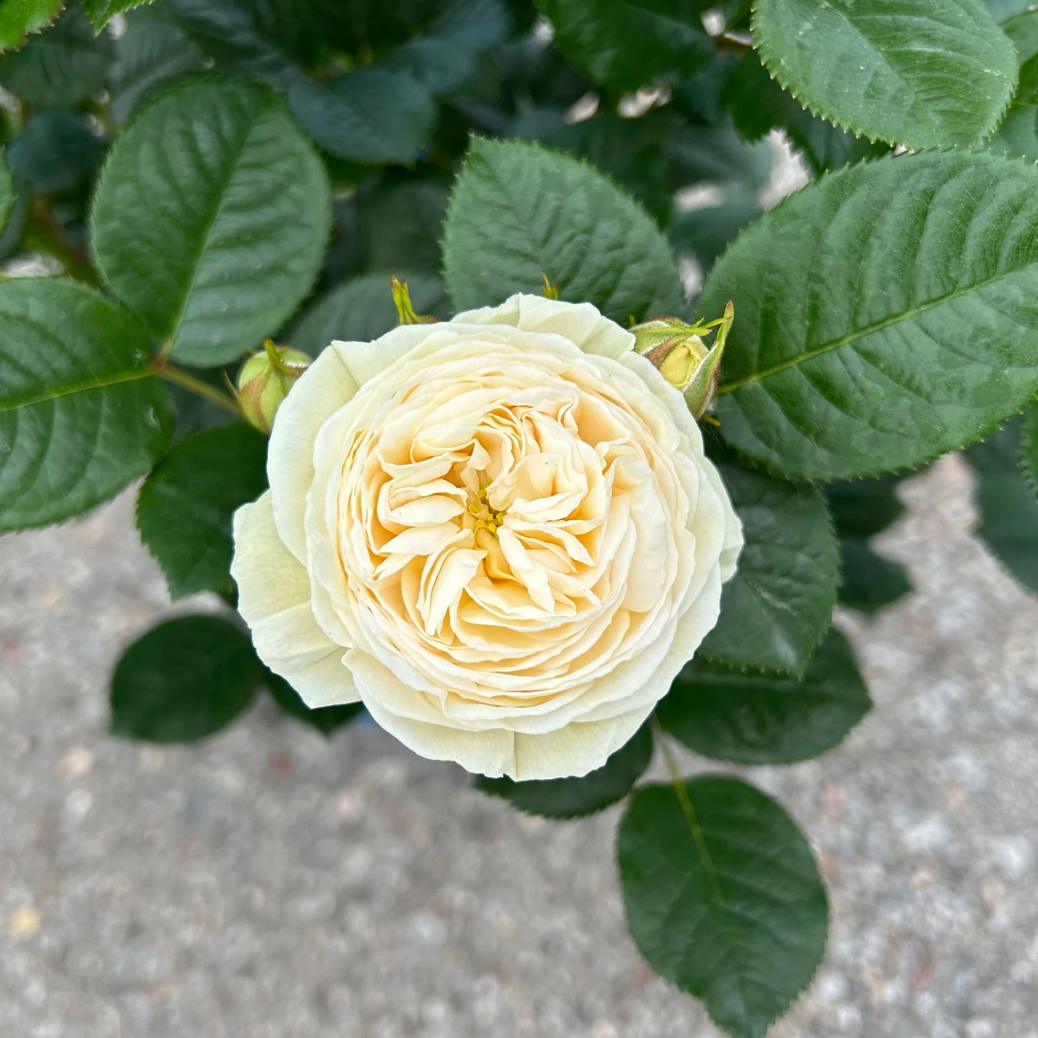 Duftende Strauchrose 'Artemis®', Cremeweiß, Topf 6 Liter 4 Duftende Strauchrose 'Artemis®', Cremeweiß, Topf 6 Liter – Bild 2