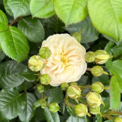 Duftende Strauchrose 'Artemis®', Cremeweiß, Topf 6 Liter 17 Duftende Strauchrose 'Artemis®', Cremeweiß, Topf 6 Liter -Garten Atmos Verkaufsgeschäft 0460500339 Artemis Strauchrose cremeweiss 5 126474