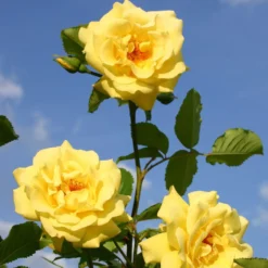 Kletterrose 'Golden Gate®', Goldgelb, Topf 6 Liter