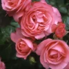 Kletterrose 'Rosanna®', Lachsrosa, Topf 6 Liter -Garten Atmos Verkaufsgeschäft 0460600348 Koelles Beste Rosanna Premium Kletterrose 6 lachsrosa RGB 6907