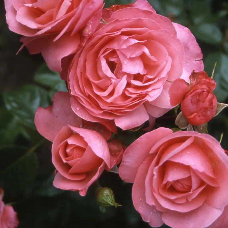 Kletterrose 'Rosanna®', Lachsrosa, Topf 6 Liter 3 Kletterrose 'Rosanna®', Lachsrosa, Topf 6 Liter