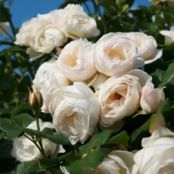 Kletterrose 'Uetersener Klosterrose®', Cremeweiß, Topf 6 Liter -Garten Atmos Verkaufsgeschäft 0460600349 UetersenerKlosterrose RGB 6057