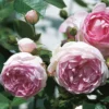 Kletterrose 'Jasmina®', Violett-rosa, Topf 6 Liter -Garten Atmos Verkaufsgeschäft 0460600351 Koelles Beste Jasmina Premium Kletterrose 6lt violett rosa RGB 6559