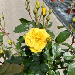 Stammrose 'Westart®', Beetrose, Stammhöhe 60cm Im 7,5 Liter Topf -Garten Atmos Verkaufsgeschäft 0460800603 Westart Halbstamm gelb 3 126511