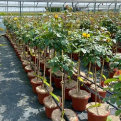 Stammrose 'Westart®', Beetrose, Stammhöhe 60cm Im 7,5 Liter Topf -Garten Atmos Verkaufsgeschäft 0460800603 Westart Halbstamm gelb 4 126513