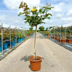 Stammrose 'Westart®', Beetrose, Stammhöhe 60cm Im 7,5 Liter Topf