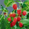 Sommer-/Herbsthimbeeren, 4er-Set, Höhe 35 Cm, Topf 2 Liter 1 Sommer-/Herbsthimbeeren, 4er-Set, Höhe 35 Cm, Topf 2 Liter -Garten Atmos Verkaufsgeschäft 0480900198 Herbsthimbeere Heritage 4er Set1 76442