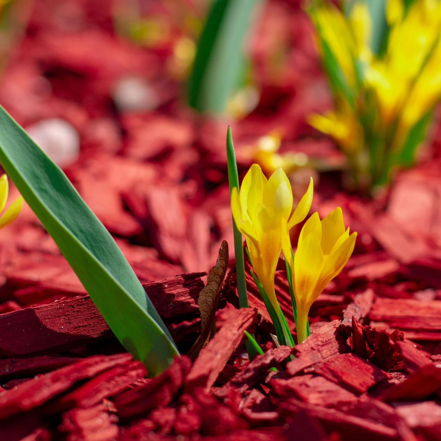 Plantop Dekormulch Ziegelrot, 1950 L Gesamt, 39 Sack á 50 Liter 4 Plantop Dekormulch Ziegelrot, 1950 L Gesamt, 39 Sack á 50 Liter – Bild 2