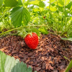 Plantavital Rindenmulch Fein, 2280l, 57 Sack á 40l -Garten Atmos Verkaufsgeschäft 0960 rindenmulch 2 125173