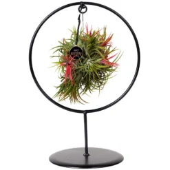 Garten Atmos Verkaufsgeschäft -Garten Atmos Verkaufsgeschäft 1530102423 Tillandsia Ring Magic Ball rund 4 86440