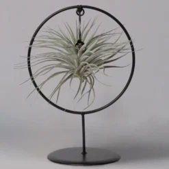 Tillandsia 'Silver Ball' In Rundem Metallgestell, 17cm Ø