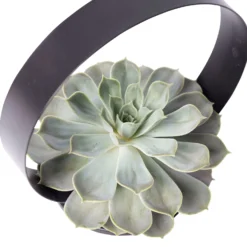 Sukkulente Im Metallring, Höhe Ca. 22 Cm -Garten Atmos Verkaufsgeschäft 1530150097 Echevieria im Metallring D20cm 3 116603