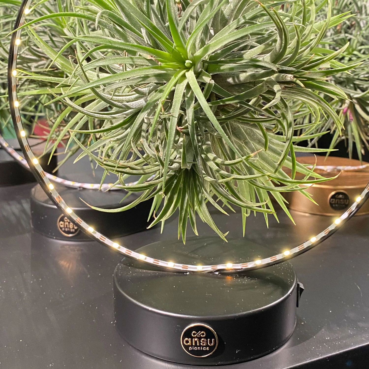 Tillandsie In Rundem Metallgestell, Schwarz, Mit LED-Beleuchtung, 17cm Ø 4 Tillandsie In Rundem Metallgestell, Schwarz, Mit LED-Beleuchtung, 17cm Ø – Bild 2