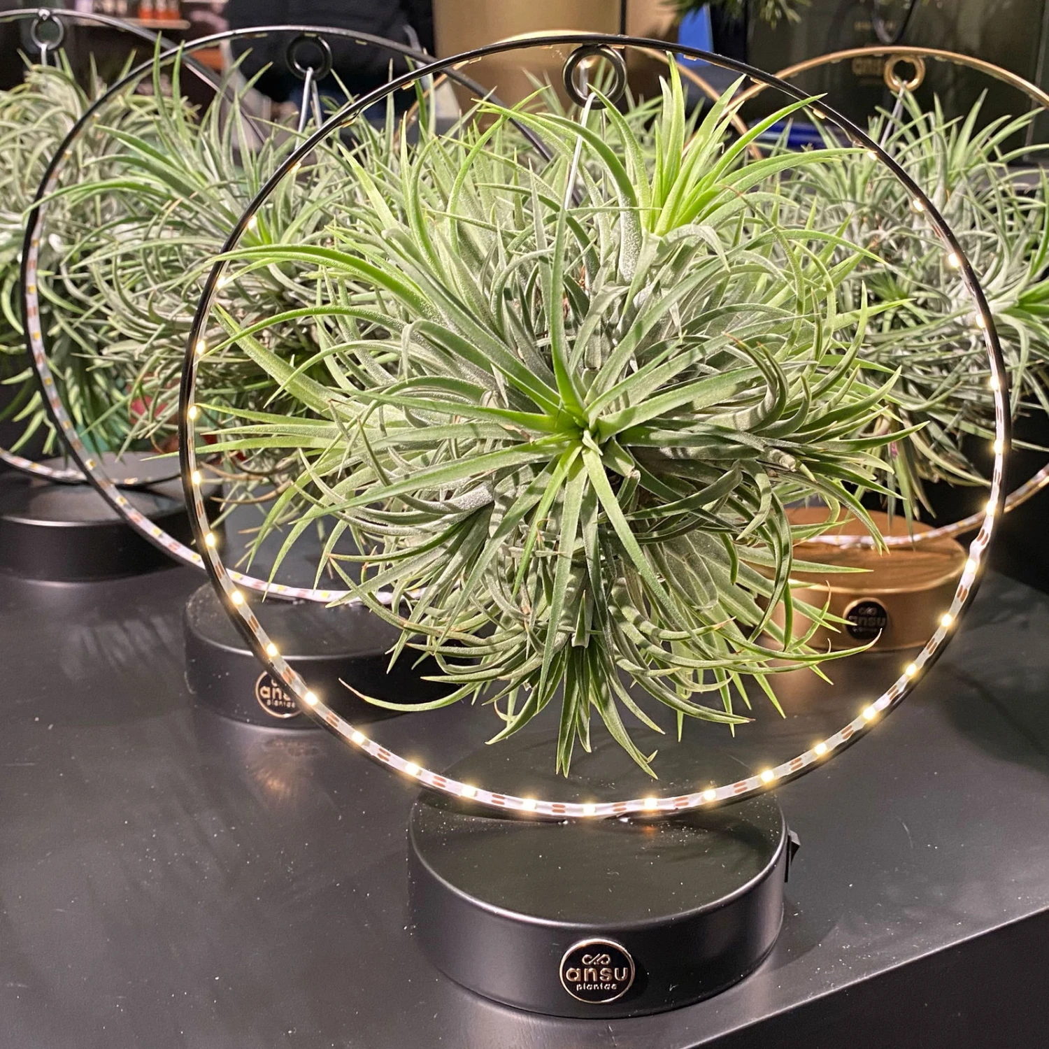 Tillandsie In Rundem Metallgestell, Schwarz, Mit LED-Beleuchtung, 17cm Ø 3 Tillandsie In Rundem Metallgestell, Schwarz, Mit LED-Beleuchtung, 17cm Ø