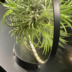 Tillandsie In Rundem Metallgestell, Schwarz, Mit LED-Beleuchtung, 17cm Ø 9 Tillandsie In Rundem Metallgestell, Schwarz, Mit LED-Beleuchtung, 17cm Ø -Garten Atmos Verkaufsgeschäft 1530150099 Tillandsie im Metallring beleuchtet 4 116945