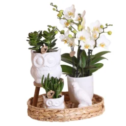 Geschenkset Orchidee & Sukkulente, Weiß, Inkl. Übertöpfen, Figur Und Tablett