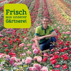 Strauchrose 'Arabia®', Dunkelorange, Topf 6 Liter 10 Strauchrose 'Arabia®', Dunkelorange, Topf 6 Liter -Garten Atmos Verkaufsgeschäft Rosenfeld wenk 2000x2000 6