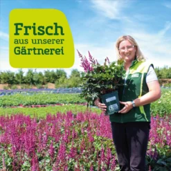 Garten Atmos Verkaufsgeschäft 10 Garten Atmos Verkaufsgeschäft -Garten Atmos Verkaufsgeschäft frau setz eigenproduktion 7