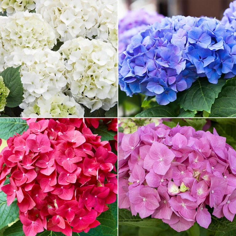 Garten Atmos Verkaufsgeschäft 20 Garten Atmos Verkaufsgeschäft -Garten Atmos Verkaufsgeschäft 0415100821 Hydrangea macro Ball in Sorten 4er Set 104347 768x768 1